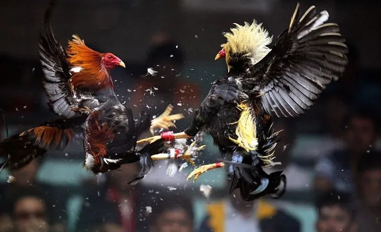 Chinh Phục Sàn Đấu Sabong iBet68 Đỉnh Cao Với Tỷ Lệ Thắng Lớn Nhất